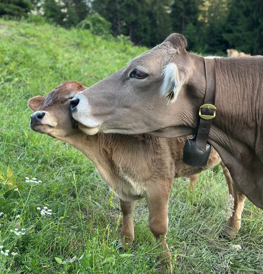 Alp Mora ist eine Mutterkuhalp mit zwei Gruppen.