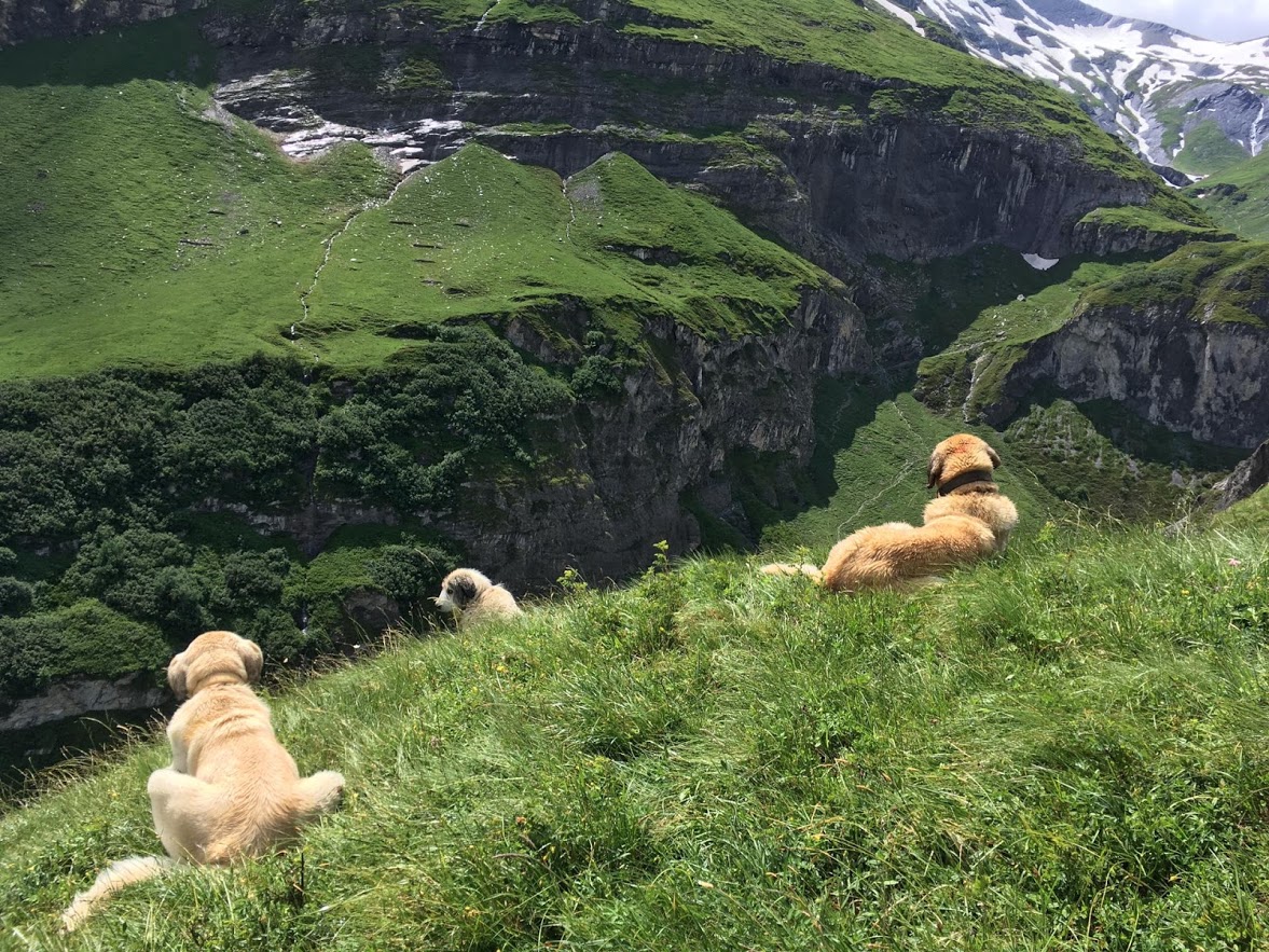 Herdenschutzhunde