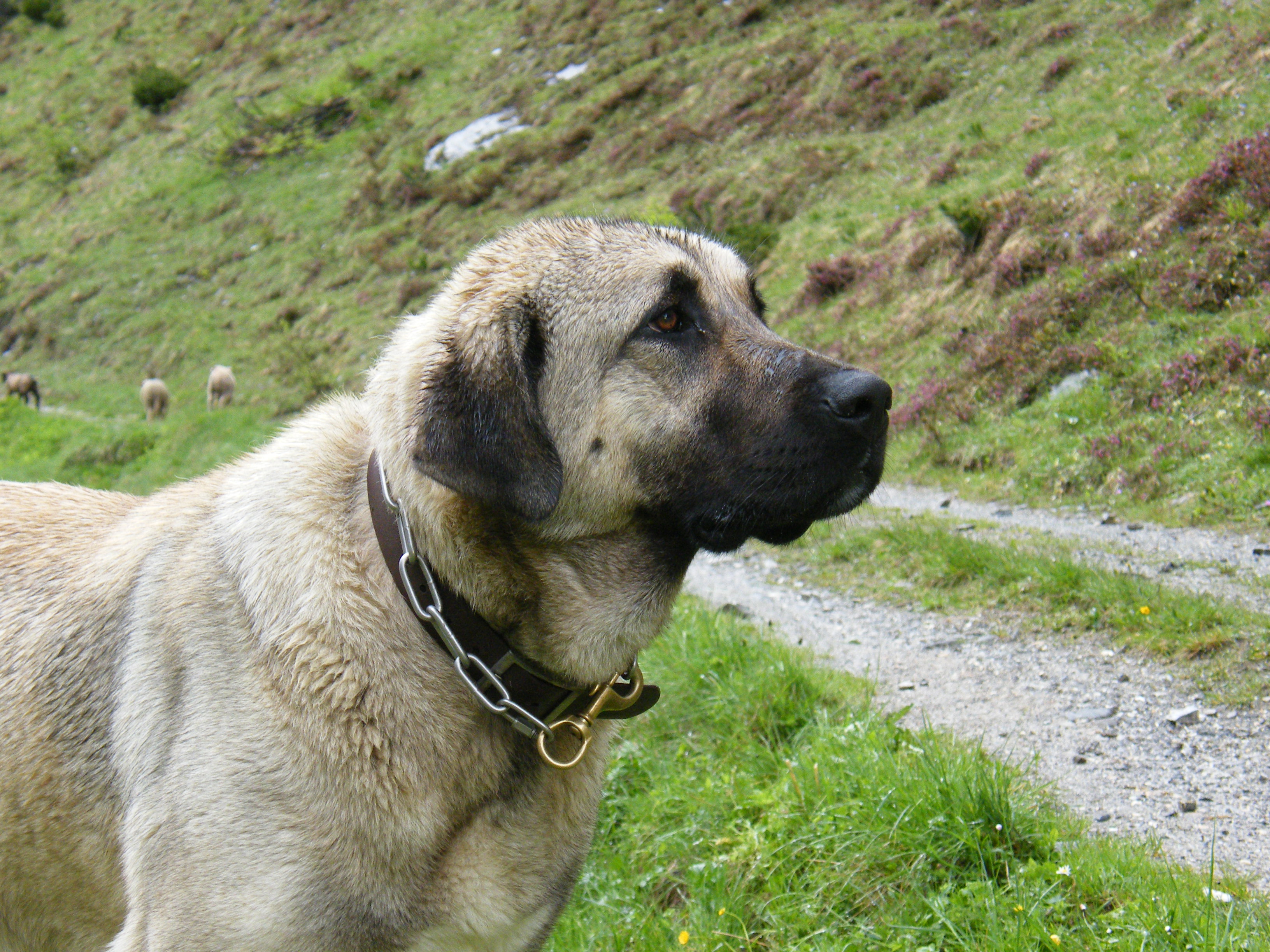 Ich bin eine Kangal-Dame