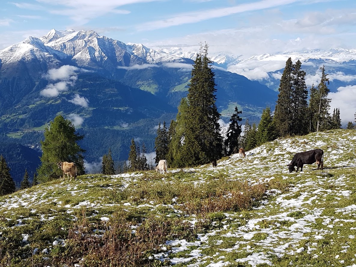 Alp Mora im Sommer