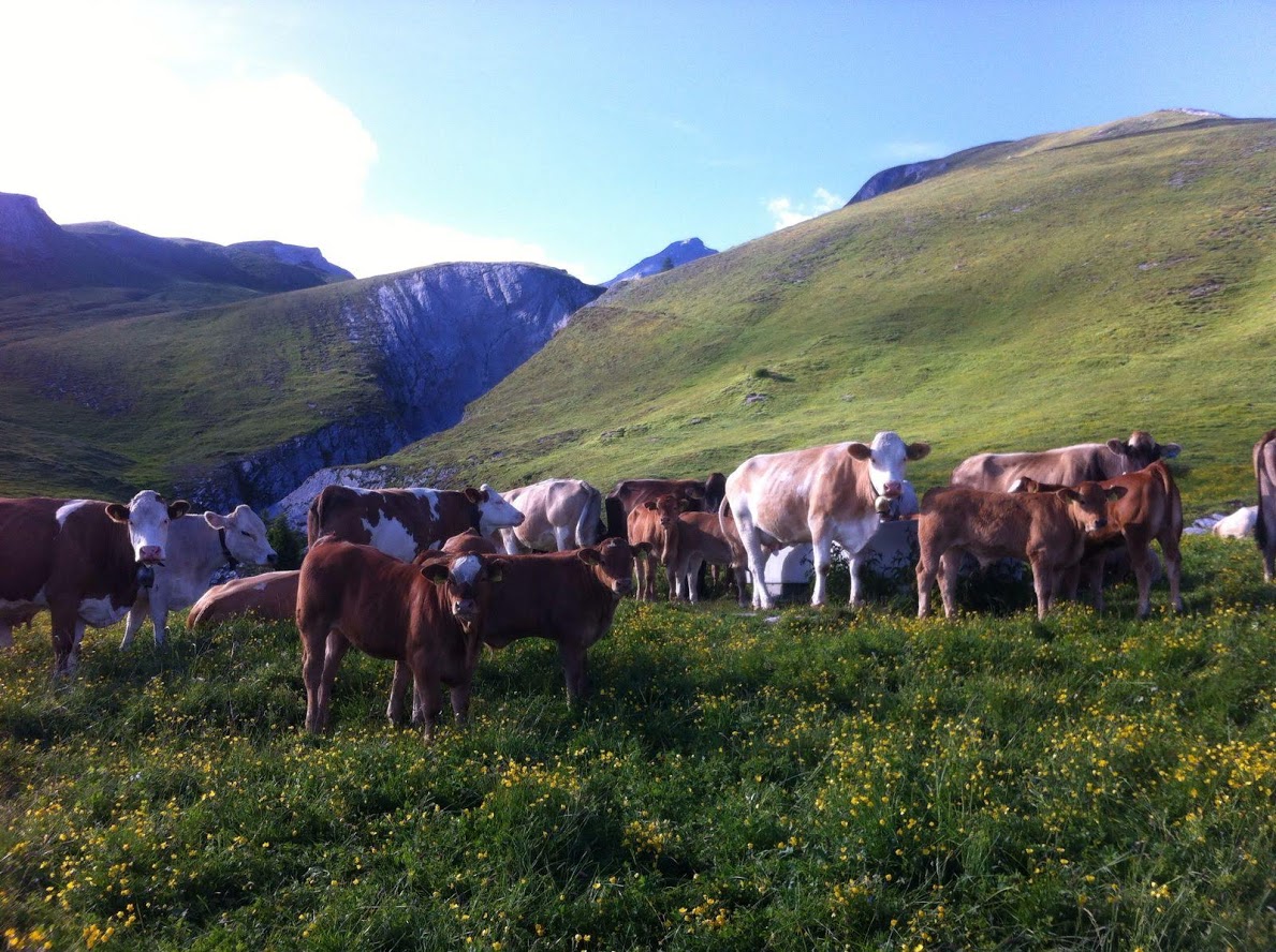 Mutterkuhherde auf der Alp Mora