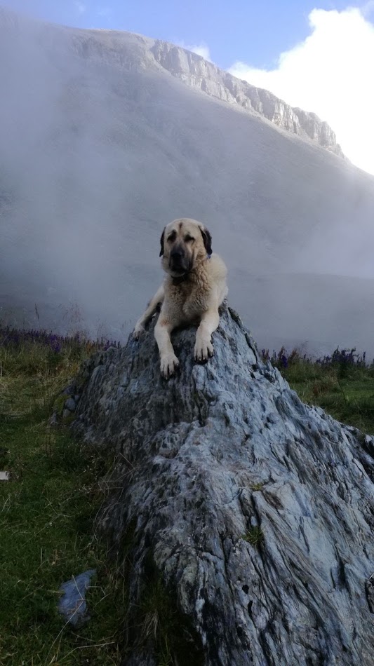 RIP; Juno du warst ein toller Kerl