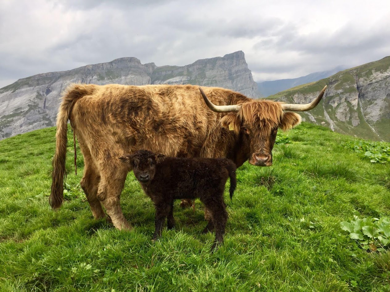 Schottisches Hochlandrind mit Kalb auf Lavadignas